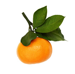 Closeup of tangerine with green leaves