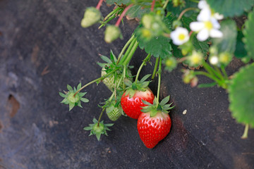 Ripe strawberries in the greenhouse