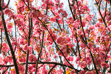 Bright blossoms in spring