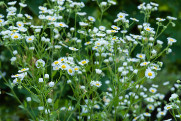 wild white flowers on a green background