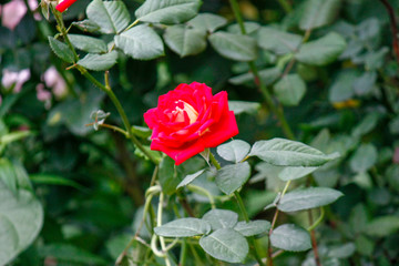 Rose flower close up. Spring flower of pink, red rose. Pink rose spring flower closeup. Natural flower background.