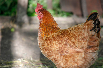 One young brown hen chicken portrait, bird posing in fresh grass on a free yard pasture, red comb on the head. Horizontal orientation.