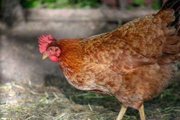 One young brown hen chicken portrait, bird posing in fresh grass on a free yard pasture, red comb on the head. Horizontal orientation.
