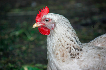 White chicken close-up in an outdoor garden. Red Scallop Chicken