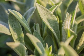 Obraz premium Spring