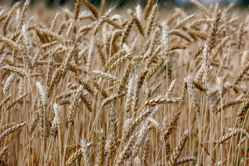 Fototapeta premium Wheat on a golden yellow farm is beautiful and awaits harvest in season. Close-up