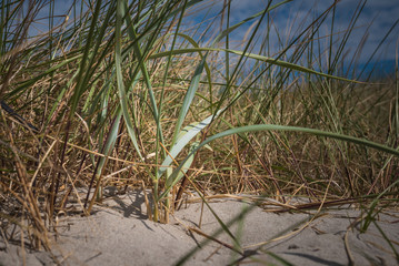 Fototapeta premium Fehmarn im Sommer, Ostseeromantik, Leuchtturm und Natur