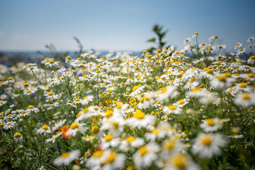 Fehmarn im Sommer, Ostseeromantik, Leuchtturm und Natur