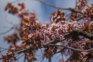 Spring
