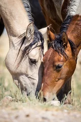 Küchenrückwand glas motiv Beige Wilde Pferde in der Westwüste von Utah