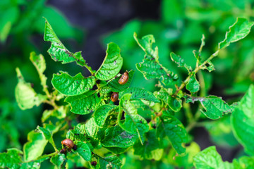 Colorado potato beetle larvae sit on the leaves of a potato and eat it. Naked tops of potatoes....