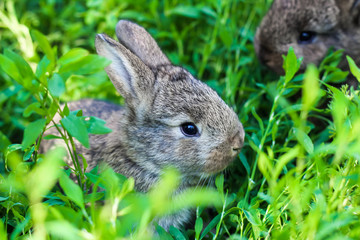 two little fluffy bunny in the green grass. Young rabbits in a meadow