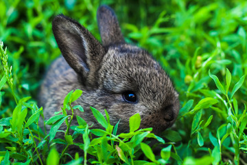 little fluffy rabbit lurking in the green grass. Little bunny in the meadow