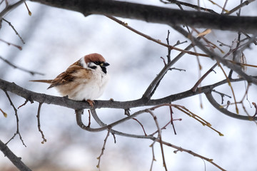 lonely Sparrow on a branch in winter