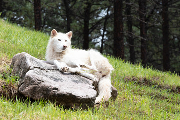 Summer Portrait of an Arctic White Wolf in a Forest