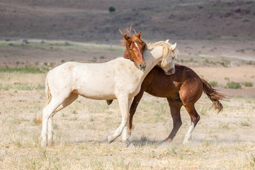 Fototapeta na wymiar Wild Horses