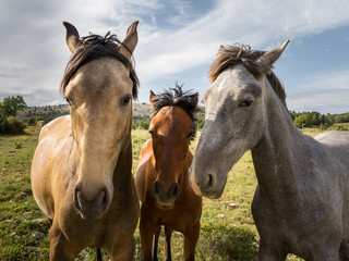 Fototapeta na wymiar Fotogrfia de tres caballos mirando con descaro al fotógrafo