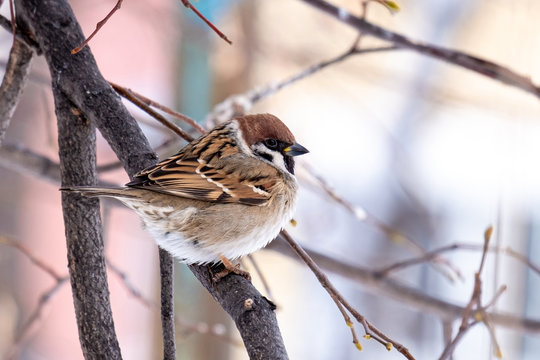 close-up of a ruffled Sparrow on a branch in the winter freezes