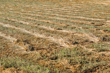 mowed wheat. rows of wheat on a field in rows