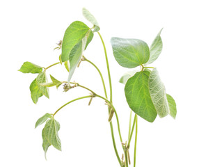 Green leaves soybean.