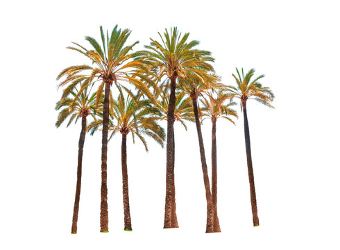 Few palm trees isolated on white background