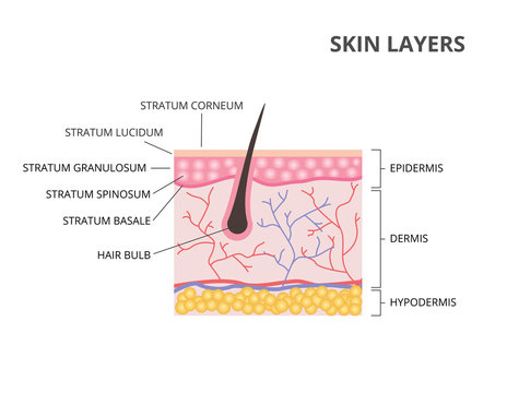 Skin layers: Epidermis, Dermis, Hypodermis flat vector illustration