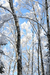 trees in winter