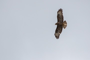 Bussard