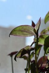 tradescantia