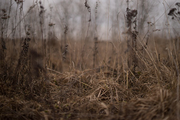 autumn field