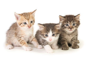 Obraz premium Three baby kittens.