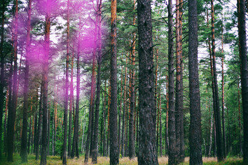 beautiful dense pine forest, beautiful atmospheric landscape