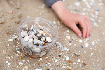 Muscheln sammeln