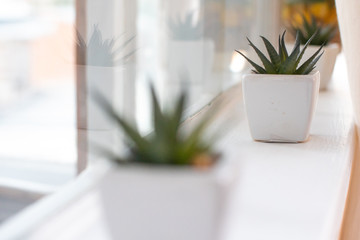 White pot. Cactus. Reflection in the glass. Scandinavian. Hyugge