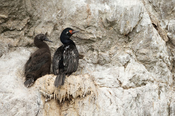 Rock shags nesting on the ledges of steep, bare, rocky cliffs