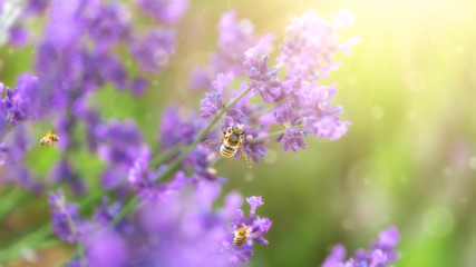 Beautiful lavender flower on summer green field with flying bee in nature. Macro on soft sun light summer background. Concept of gentle spring, wide panoramic banner, copy space