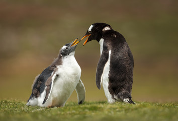 Close up of a Gentoo penguin chick asking for food