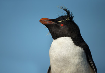 Portrait of a Southern rockhopper penguin