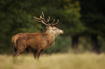 Close-up of red deer stag standing in a grass field