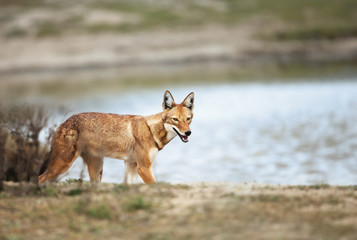 Rare and endangered Ethiopian wolf walking near water in Bale mountains, Ethiopia