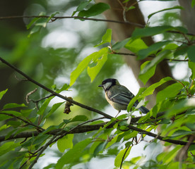 coal tit, Periparus ater sitting on the branch with spring green leaves . Wildlife scene from nature. Song bird in the natural habitat.