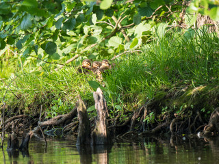 youngs ducklings of Wild Mallard duck Anas platyrhynchos. Beauty in nature. Spring time golden hour. Birds hiding in grass. Young ones