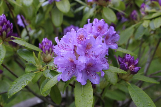 Rododendron grayanotoxin - Pink flowers in the garden