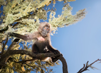 Gelada monkey baby sitting in a tree