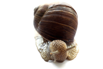 Macro photography of a beautiful big snail on a white background