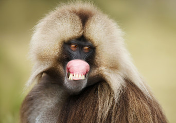 Close up of a smiling Gelada monkey showing off his gums