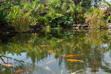 Pond with goldfish between the trees in Oasis Park, Fuerteventura, Canary islands