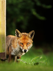 Close up of a red fox in a meadow