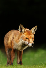 Close up of a red fox in a meadow