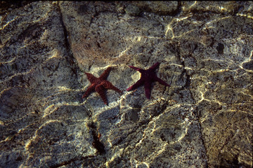 Starfish, Asteroidea, Saanich Inlet, Sidney, Vancouver Island, British Columbia, Canada
